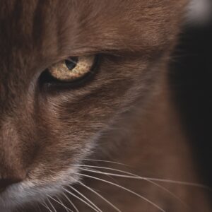 怒りを鎮める方法｜攻撃性や復讐心を手放して心を穏やかにする心理学