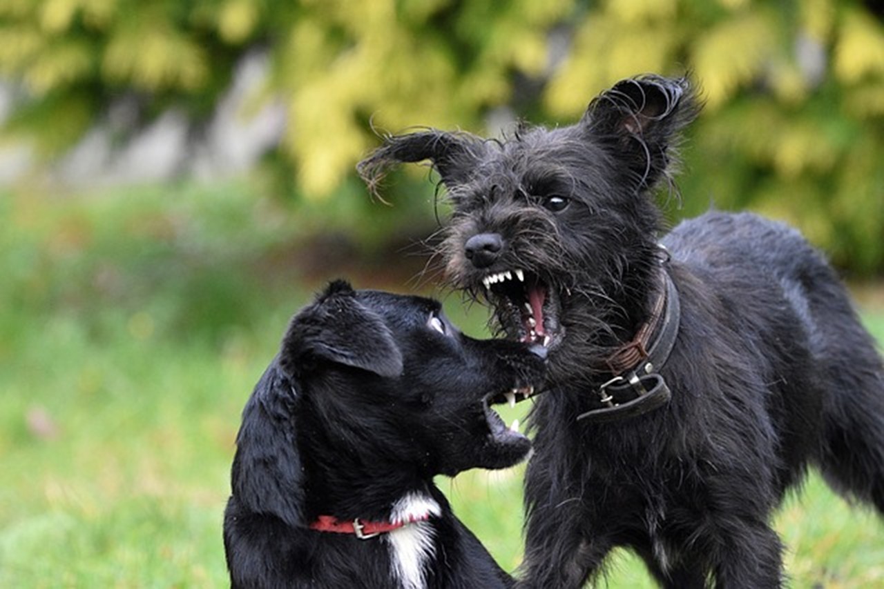 噛みつこうとしている犬