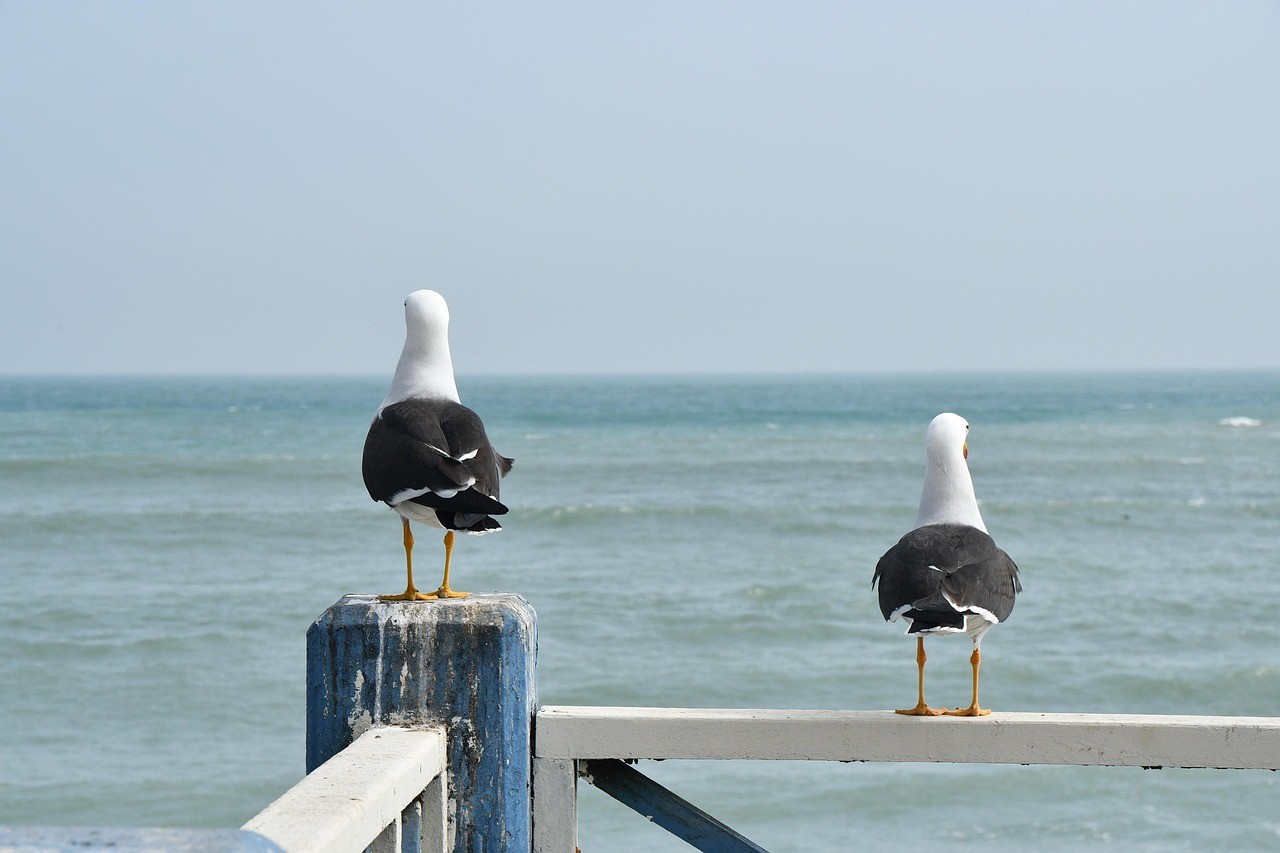 距離を取って立つ海鳥